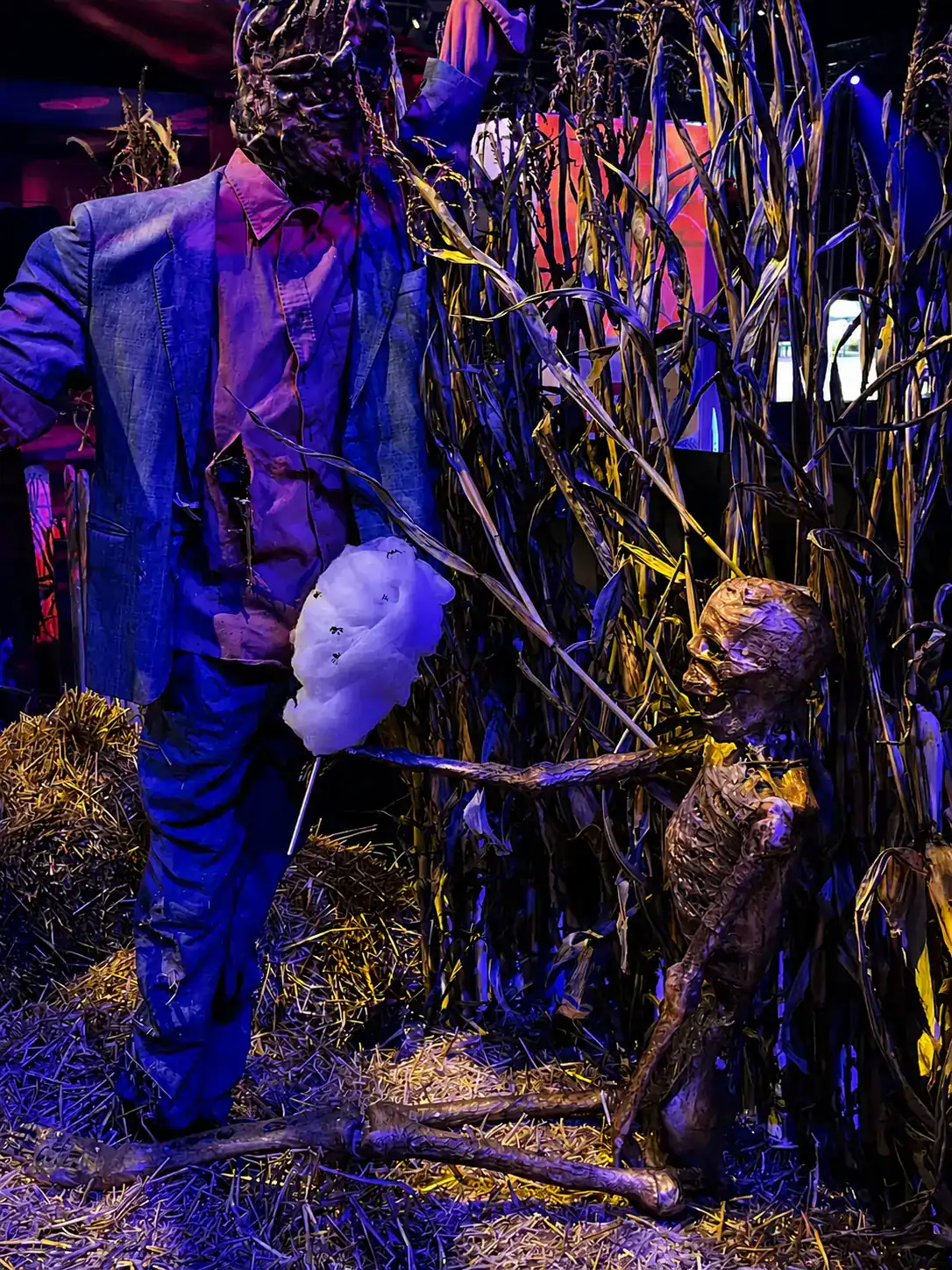 Épouvantail en costume tenant une barbe à papa d'Halloween dans un champ de maïs